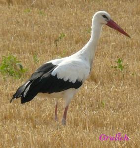 Čáp bílý - Ciconia ciconia (Linnaeus, 1758)