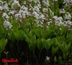 Vachta trojlistá - Menyanthes trifoliata ( Linné )