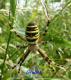 Křižák pruhovaný - Argiope bruennichi (Scopoli, 1772)