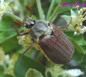 Chroust obecný - Melolontha melolontha (Linnaeus, 1758)