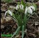 Sněženka podsněžník - Galanthus nivalis (Carl von Linné)