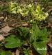 Prvosenka vyšší - Primula elatior (Linné, Hill.)