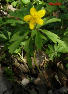 Sasanka pryskyřníkovitá - Anemone ranunculoides