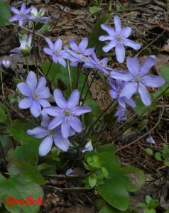 Jaterník podléška - Hepatica nobilis (Schreb.)