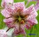Lilie zlatohlavá - Lilium martagon ( Linné )